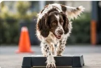 Nosebedience hond gehoorzaamheid en neuswerk