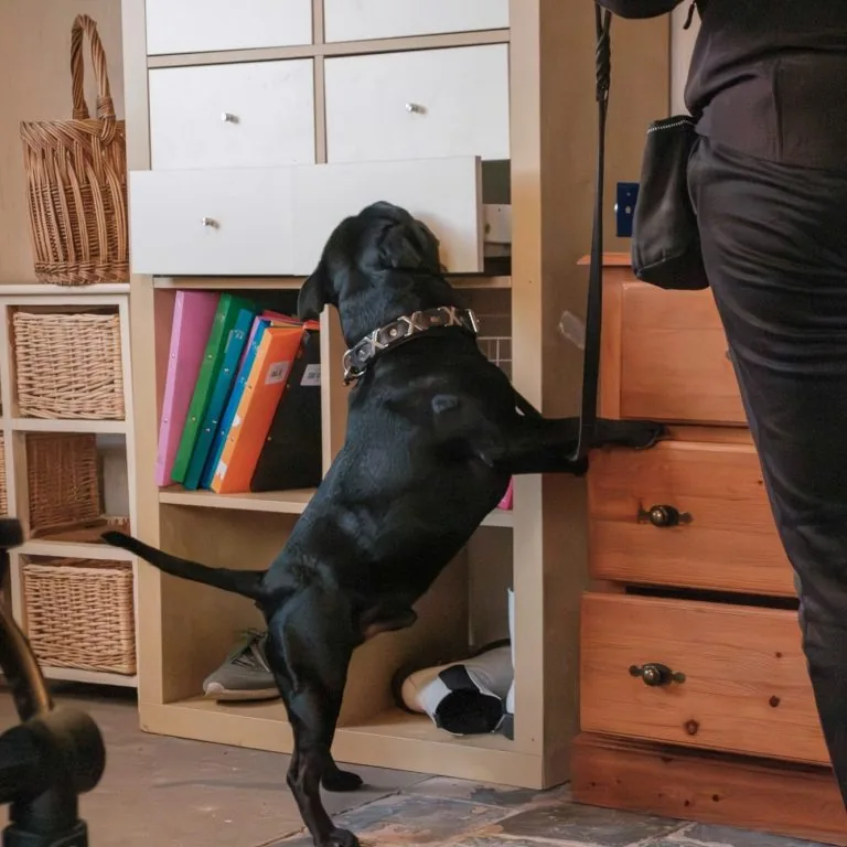 Detectietraining met hond