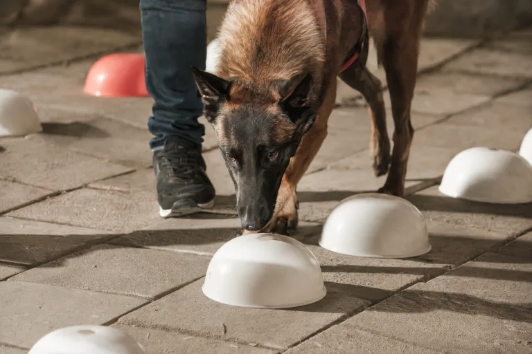 Detectie hond bij line-up